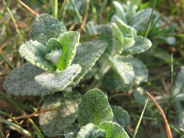 Menthe à feuilles rondes